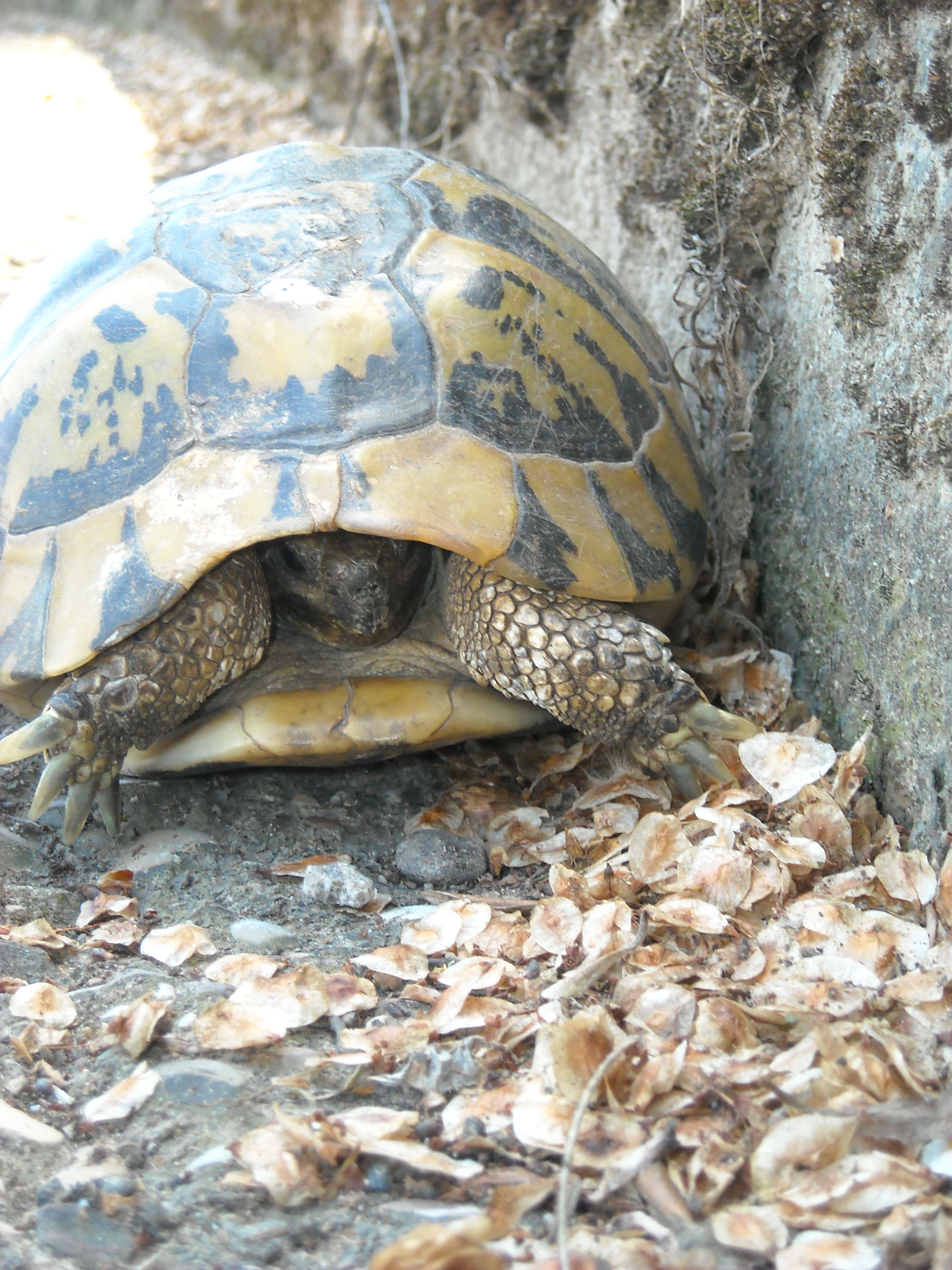 Tortoise in Greece, Flokas