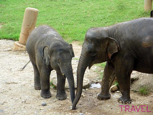 baby elephants hold hands at ENP