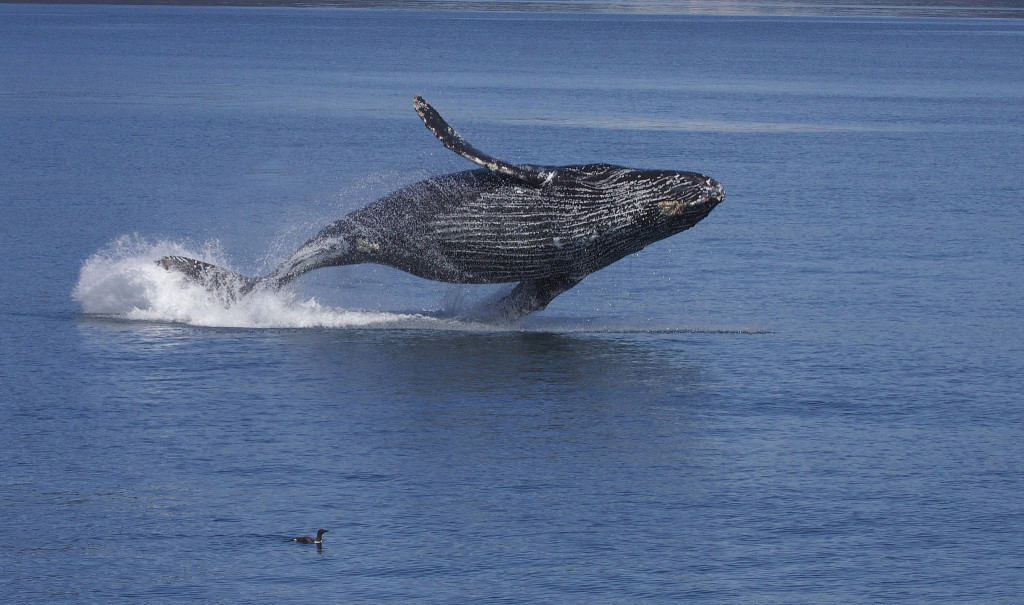 Humpback Whale Breaching Courtesy of Gregory "Slobirdr" Smith / Flickr