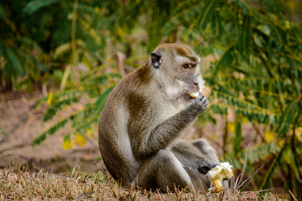 Street Begging Monkey eating human food Photo by Madalin T.