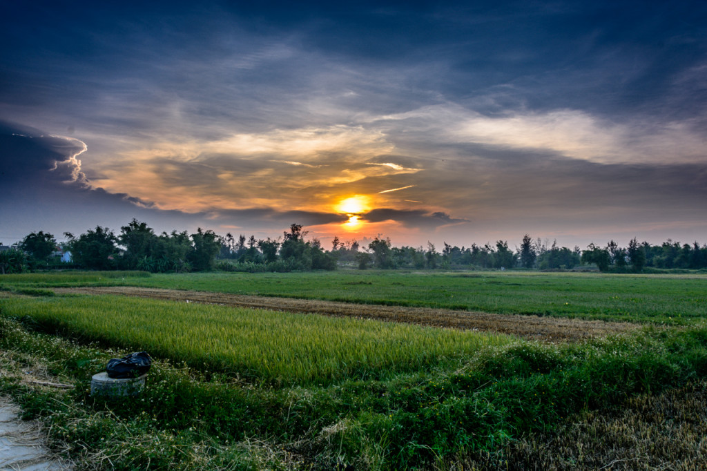 Sunset at the Rice Paddy 