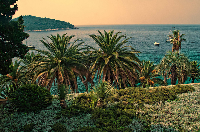 Dubrovnik Palms courtesy of Trisha Hartmann
