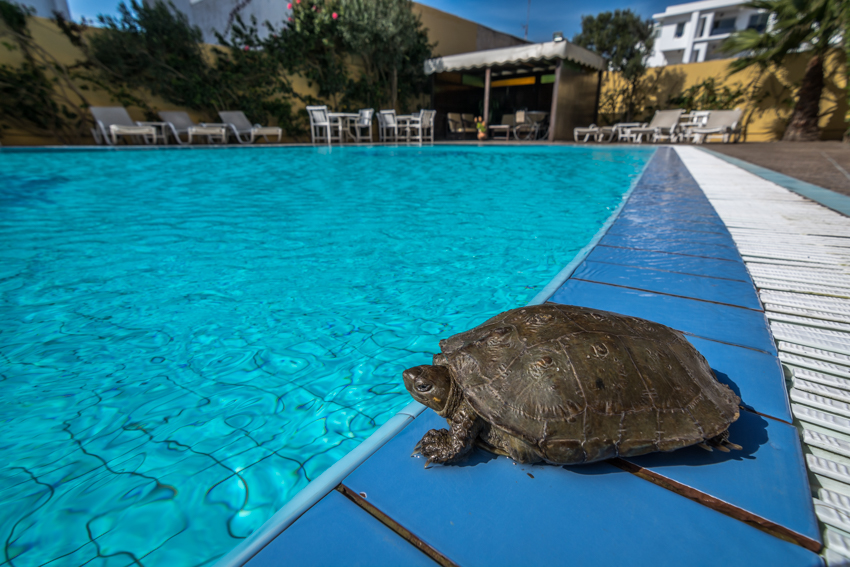 turtle at Riad Zahra Essaouira