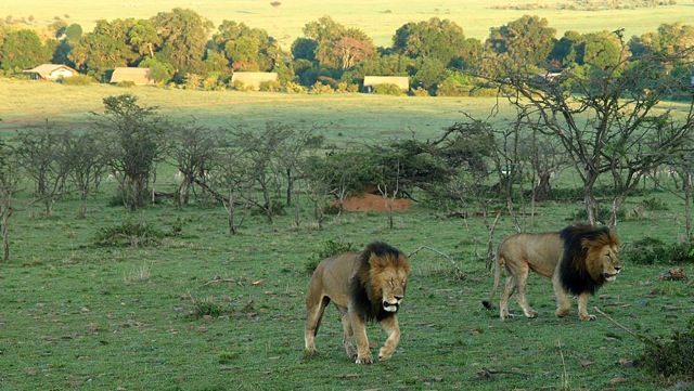 Porini Lion Camp, Image Courtesy of Phil Edwards